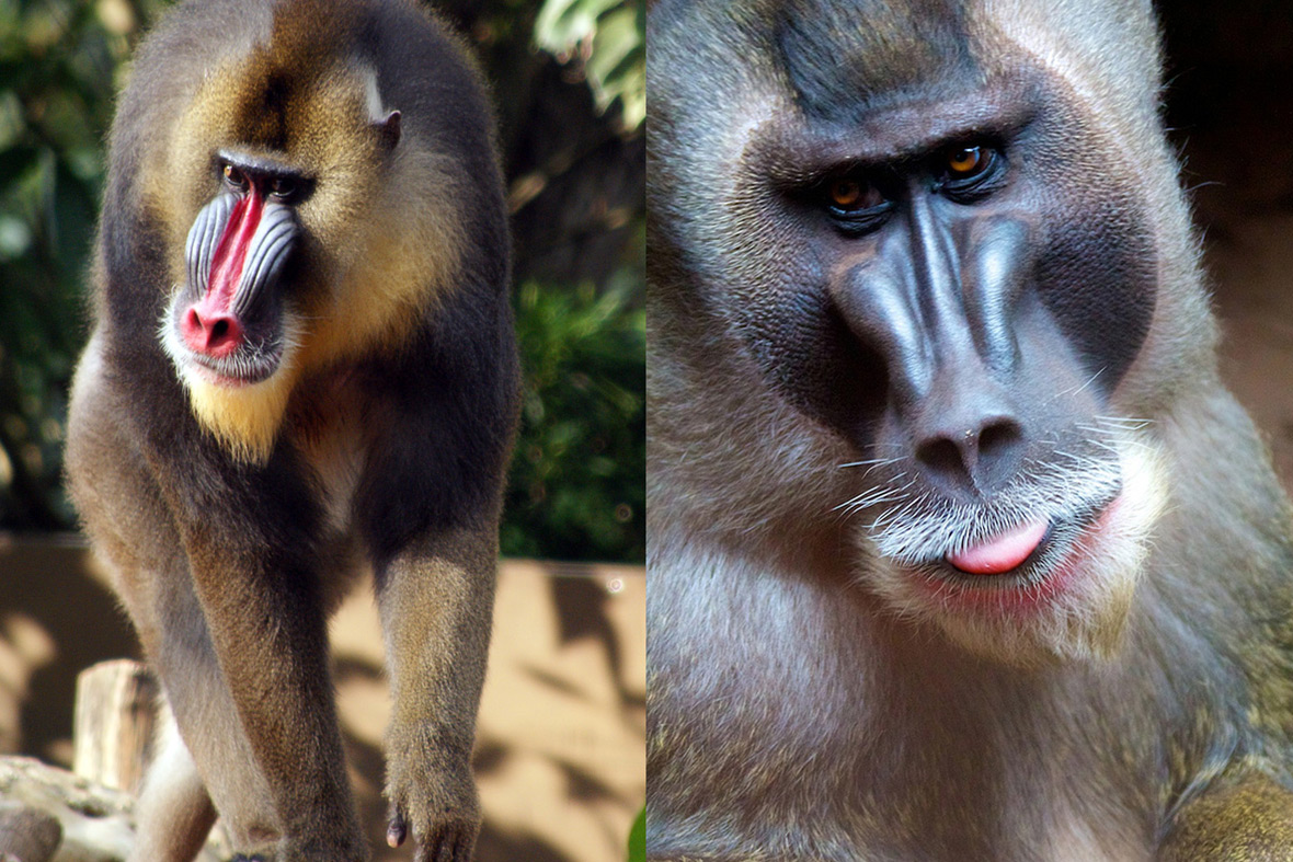 The Drill and Mandrill